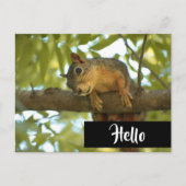 Cute & Curious Squirrel Natuur Fotografie Hallo Briefkaart (Voorkant)