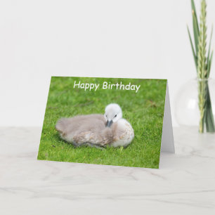 Cute Cygnet Birthday Kaart