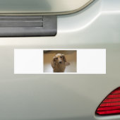 Cute dachschund dog bumpersticker (Op auto)