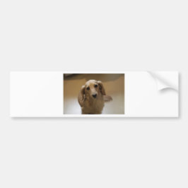 Cute dachschund dog bumpersticker