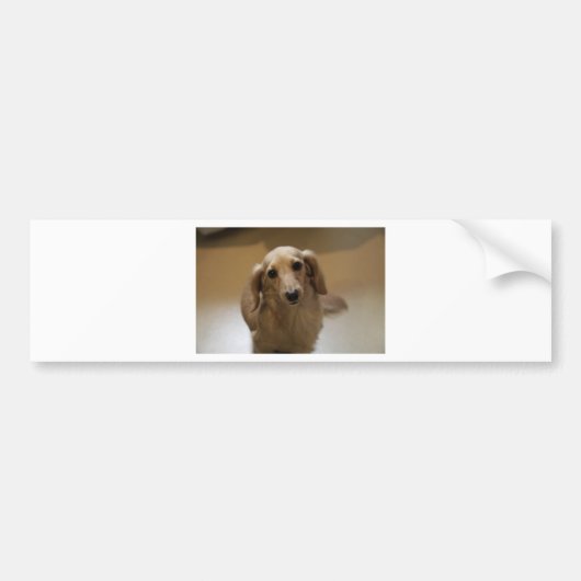 Cute dachschund dog bumpersticker (Voorkant)