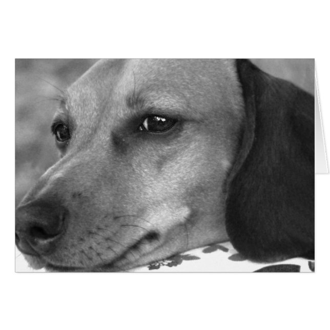 Cute dachshund (Voorkant Horizontaal)