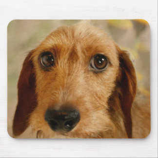Cute Dachshund (bruindraad in Daffodils) Muismat