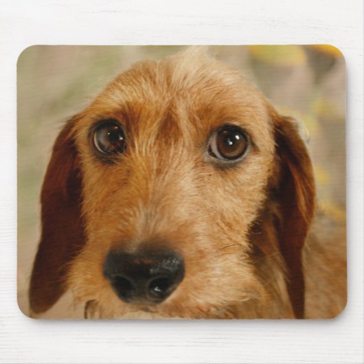 Cute Dachshund (bruindraad in Daffodils) Muismat (Voorkant)