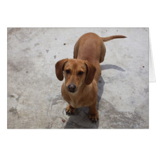 Cute Dachshund Collectie