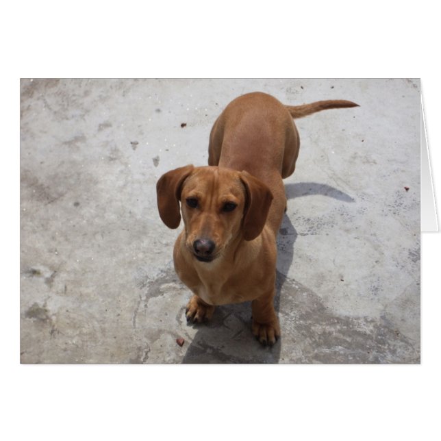 Cute Dachshund Collectie (Voorkant Horizontaal)