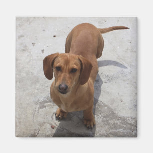 Cute Dachshund Collectie Magneet