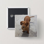 Cute Dachshund Collectie Vierkante Button 5,1 Cm (Voorkant /achterkant)