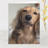 Cute Dachshund Dog Birthday Kaart (Gele Bloem)