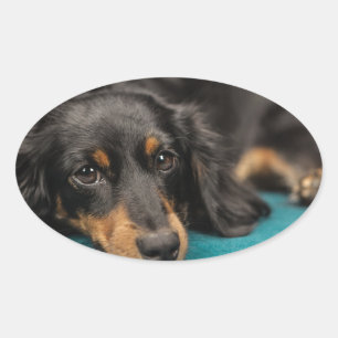 Cute Dachshund Laying Down Ovale Sticker