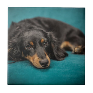 Cute Dachshund Laying Down Tegeltje
