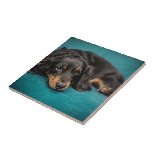 Cute Dachshund Laying Down Tegeltje (Zijkant)