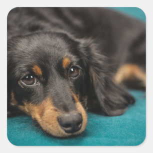 Cute Dachshund Laying Down Vierkante Sticker