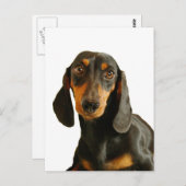 Cute Dachshund (Miniature Brown Short Haire) Briefkaart (Voorkant / Achterkant)