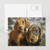 Cute Dachshund-Puppies (bruin/zwart) Briefkaart (Voorkant / Achterkant)