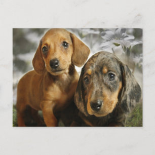 Cute Dachshund-Puppies (bruin/zwart) Briefkaart
