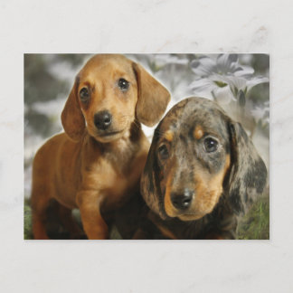 Cute Dachshund-Puppies (bruin/zwart) Briefkaart
