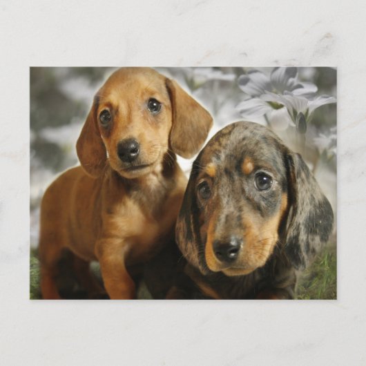 Cute Dachshund-Puppies (bruin/zwart) Briefkaart (Voorkant)