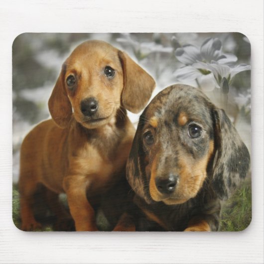 Cute Dachshund-Puppies (bruin/zwart) Muismat (Voorkant)