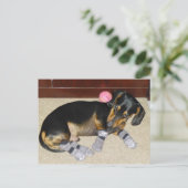 Cute Dachshund Wearing Socks Briefkaart (Staand voorkant)