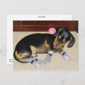 Cute Dachshund Wearing Socks Briefkaart (Voorkant / Achterkant)