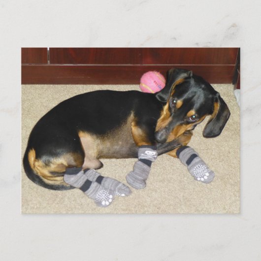 Cute Dachshund Wearing Socks Briefkaart (Voorkant)