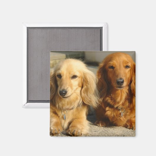 Cute dachshunds magneet (Voorkant / Achterkant)