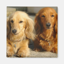 Cute dachshunds magneet