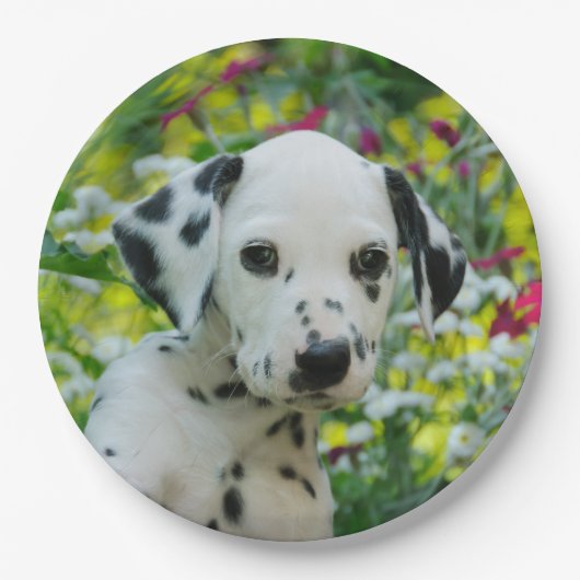 Cute Dalmatian Dog Cute Puppy Portret - Papieren Bordje (Voorkant)