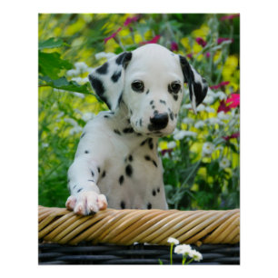 Cute Dalmatian Dog Puppy Portrait, Foto Perfect Poster