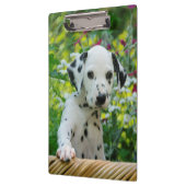 Cute Dalmatian Dog Puppy Portrait Pet Foto - on Klembord (Links)
