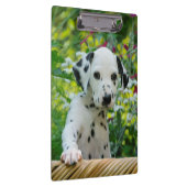 Cute Dalmatian Dog Puppy Portrait Pet Foto - on Klembord (Rechts)