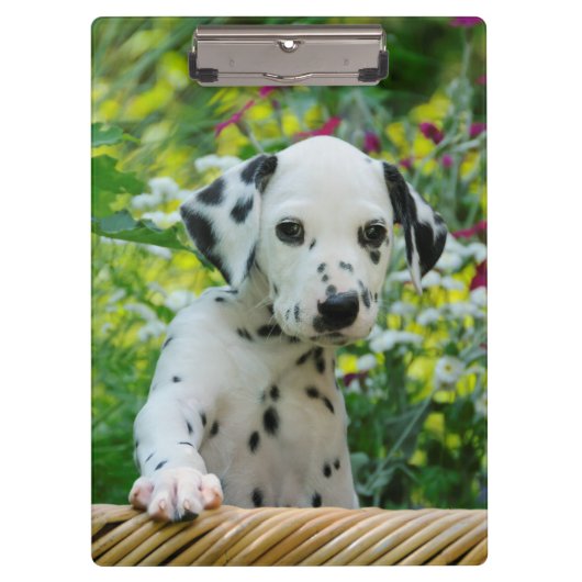 Cute Dalmatian Dog Puppy Portrait Pet Foto - on Klembord (Voorkant)