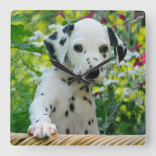 Cute Dalmatian Dog Puppy Portret Foto: acryl Vierkante Klok