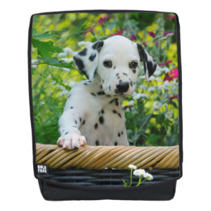 Cute Dalmatian Dog Puppy Portret Foto - Boldface Rugtassen