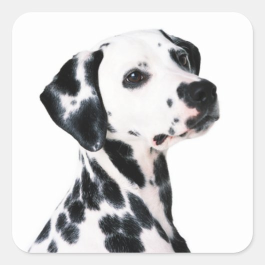 Cute Dalmatian Dog Vierkante Sticker (Voorkant)