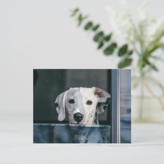 Cute Dalmatian pup Briefkaart (Staand voorkant)