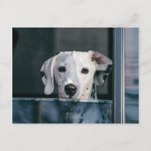 Cute Dalmatian pup Briefkaart