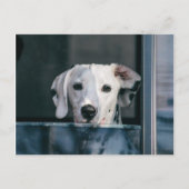 Cute Dalmatian pup Briefkaart (Voorkant)