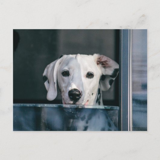 Cute Dalmatian pup Briefkaart (Voorkant)