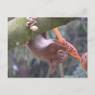 Cute Dangling Squirrel DIY Briefkaart