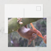 Cute Dangling Squirrel DIY Briefkaart (Voorkant / Achterkant)
