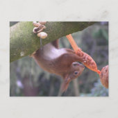 Cute Dangling Squirrel DIY Briefkaart (Voorkant)