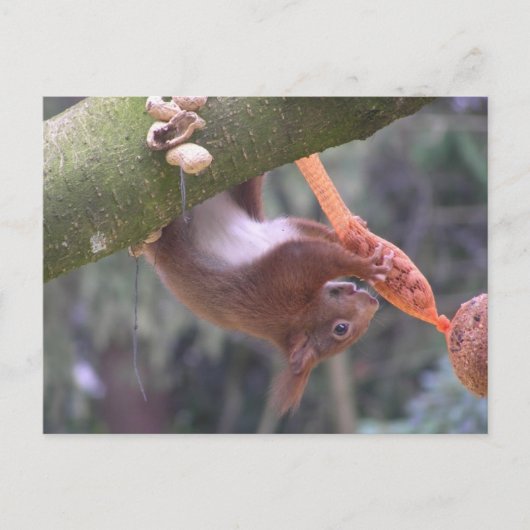 Cute Dangling Squirrel DIY Briefkaart (Voorkant)