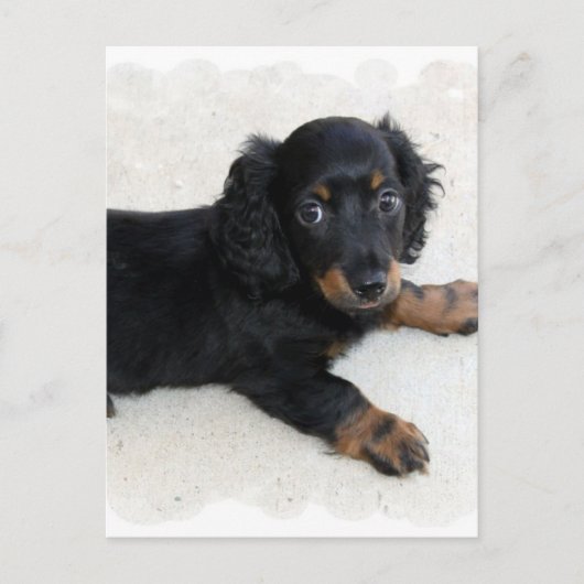 Cute Daschund Briefkaart (Voorkant)