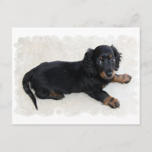 Cute Daschund Briefkaart (Voorkant)