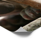 Cute Daschund Puppy Poster (Hoek)