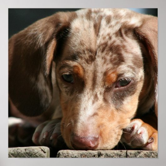Cute Daschund Puppy Poster (Voorkant)