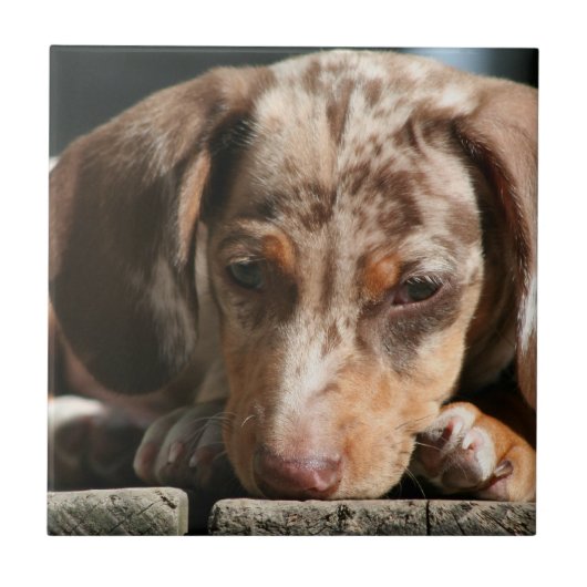 Cute Daschund Puppy Tile Tegeltje (Voorkant)