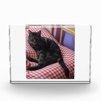 Cute Dave Acrylic Photo Block Fotoblokken